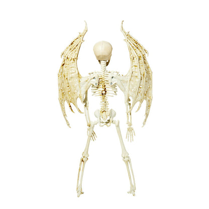 Angel Skeleton Static Prop