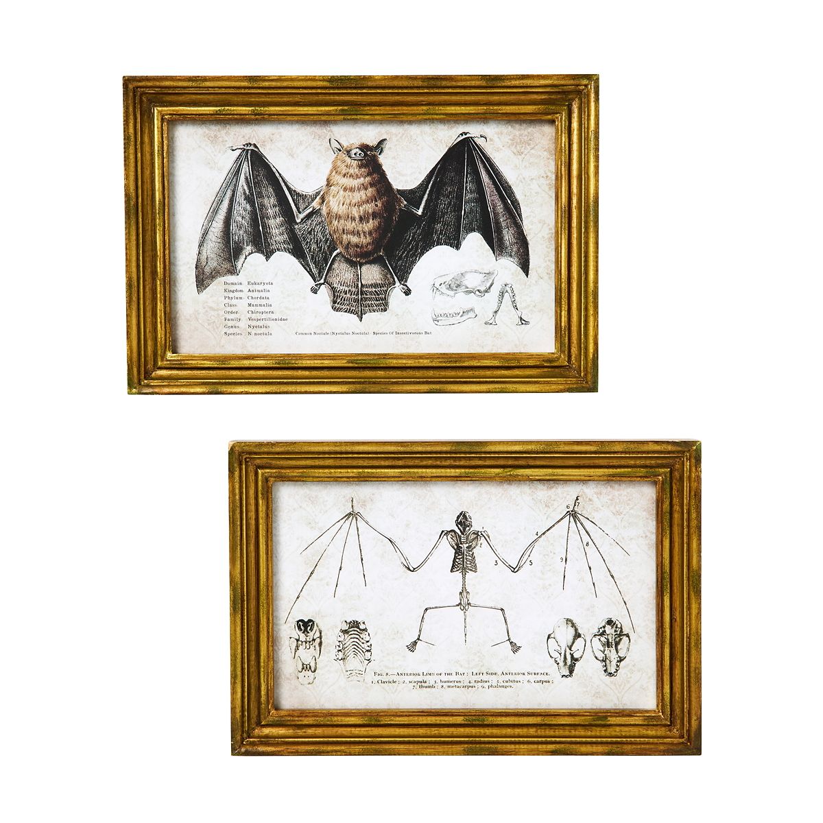 Bat Sign Set - 2 Piece BLACK / MULTI